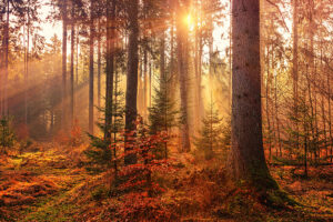 fall element workshop