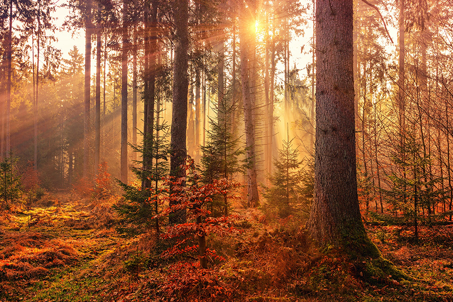 fall element workshop