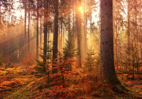fall element workshop